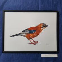 Load image into Gallery viewer, Dw00617 Original Eurasian Jay watercolor