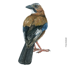 Load image into Gallery viewer, Dw00618 Original Eurasian Jay watercolor