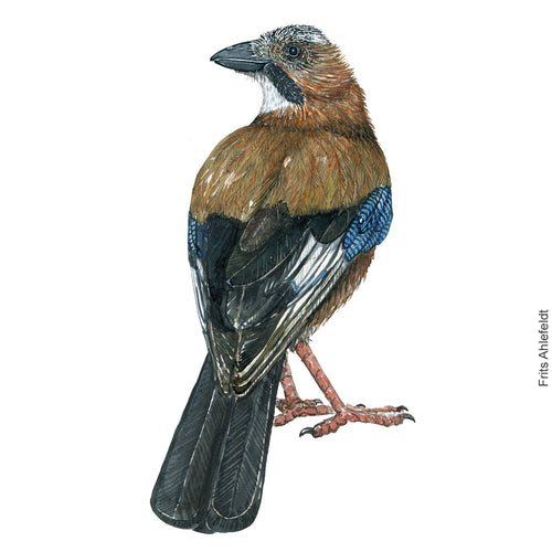 Dw00618 Original Eurasian Jay watercolor