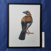 Load image into Gallery viewer, Dw00618 Original Eurasian Jay watercolor