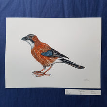Load image into Gallery viewer, Dw00619 Original Eurasian Jay watercolor