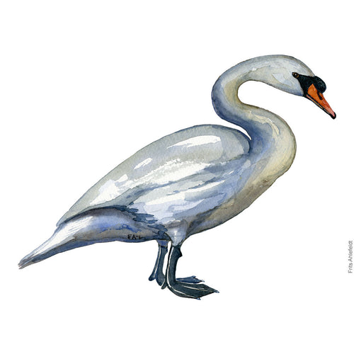 Dw00633 Original Mute Swan watercolor