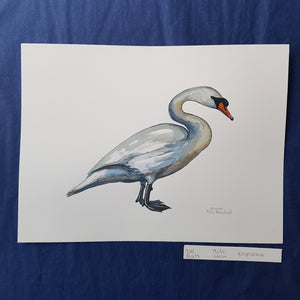 Dw00633 Original Mute Swan watercolor