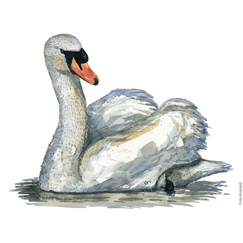 Dw00634 Original Mute Swan watercolor