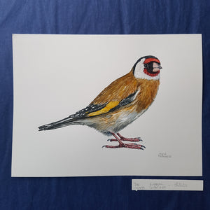 Dw00648 Original European goldfinch watercolor
