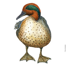Load image into Gallery viewer, Dw00651 Original Eurasian Teal watercolor