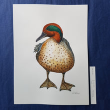 Load image into Gallery viewer, Dw00651 Original Eurasian Teal watercolor