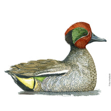Load image into Gallery viewer, Dw00653 Original Eurasian Teal watercolor