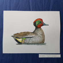Load image into Gallery viewer, Dw00653 Original Eurasian Teal watercolor