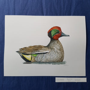 Dw00653 Original Eurasian Teal watercolor