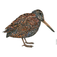 Dw00655 Original Eurasian Woodcock watercolor