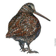 Dw00658 Original Eurasian 3 leg Woodcock watercolor