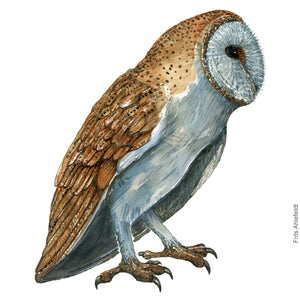 Dw00659 Original Barn owl watercolor