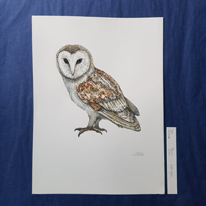 Dw00660 Original Barn owl watercolor