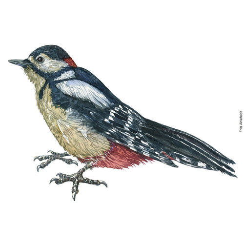 Dw00673 Original Great spotted woodpecker watercolor
