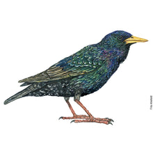 Load image into Gallery viewer, Dw00695 Original European starling watercolor