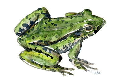 Dw00052 Download Edible frog watercolor