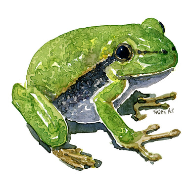 European tree frog sideview