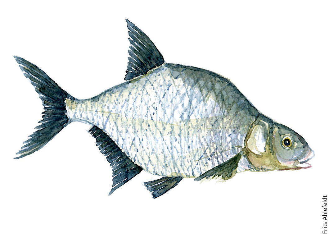 Common Bream ( Brasen ) Freshwater fish watercolor by Frits Ahlefeldt