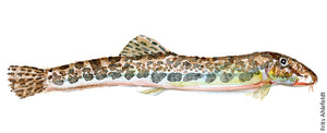 Spined loach ( pigsmerling) Freshwater fish watercolor by Frits Ahlefeldt