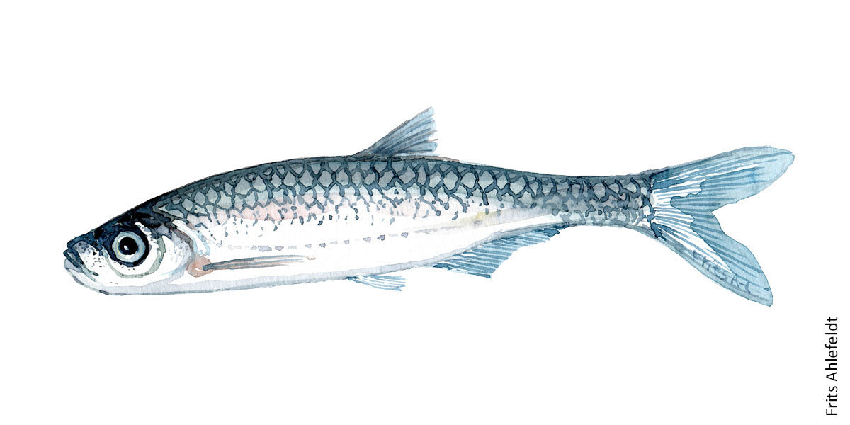 Bleak Fish