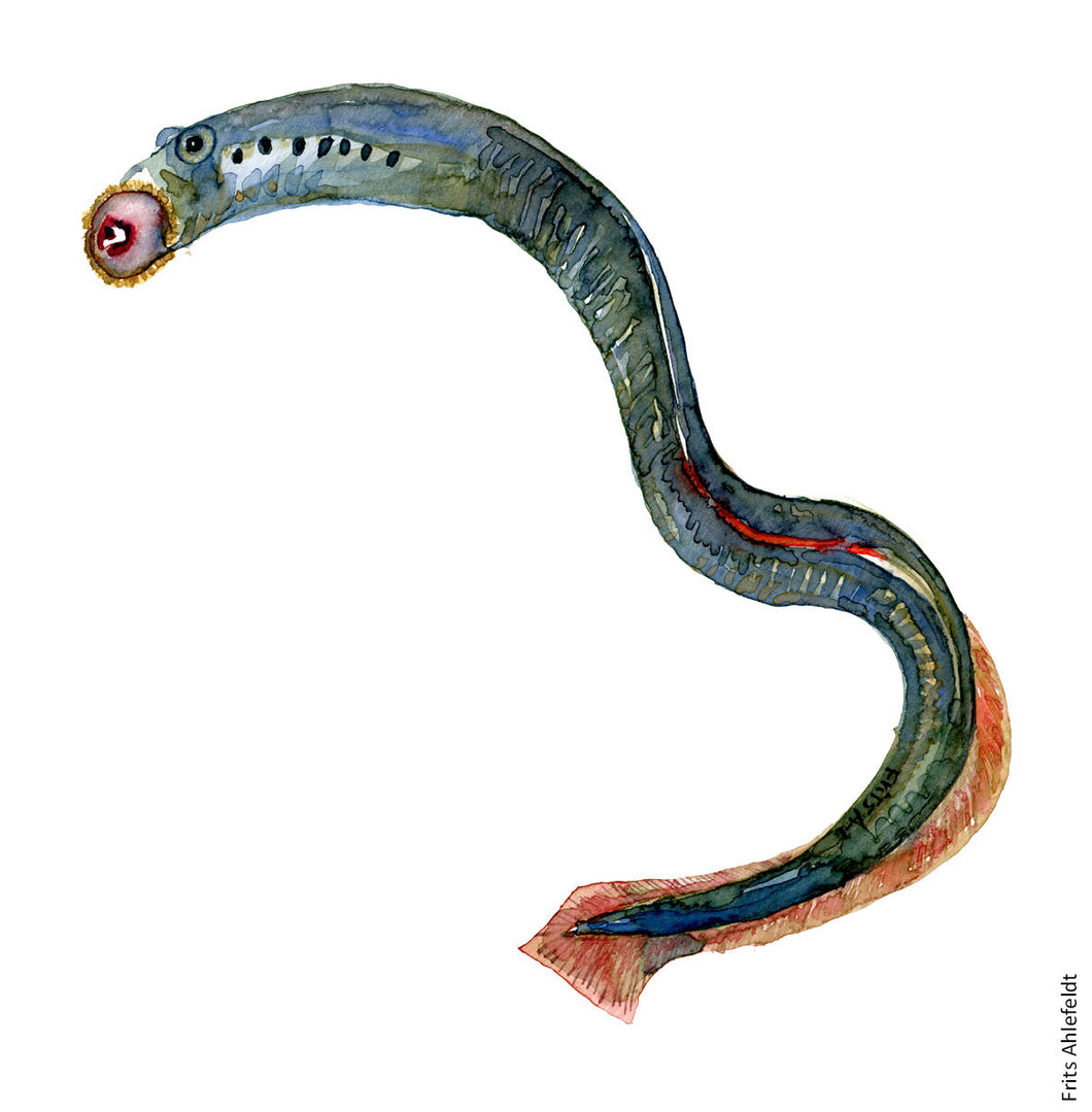 Brook Lamprey freshwater fish watercolor by Frits Ahlefeldt
