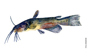 Brown Bullhead freshwater fish watercolor by Frits Ahlefeldt