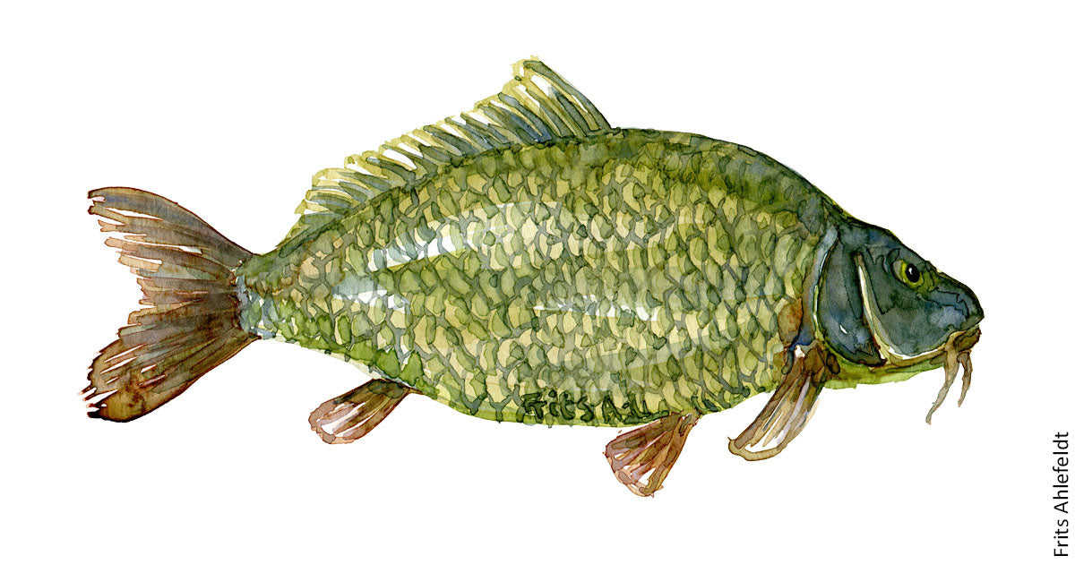 freshwater carp