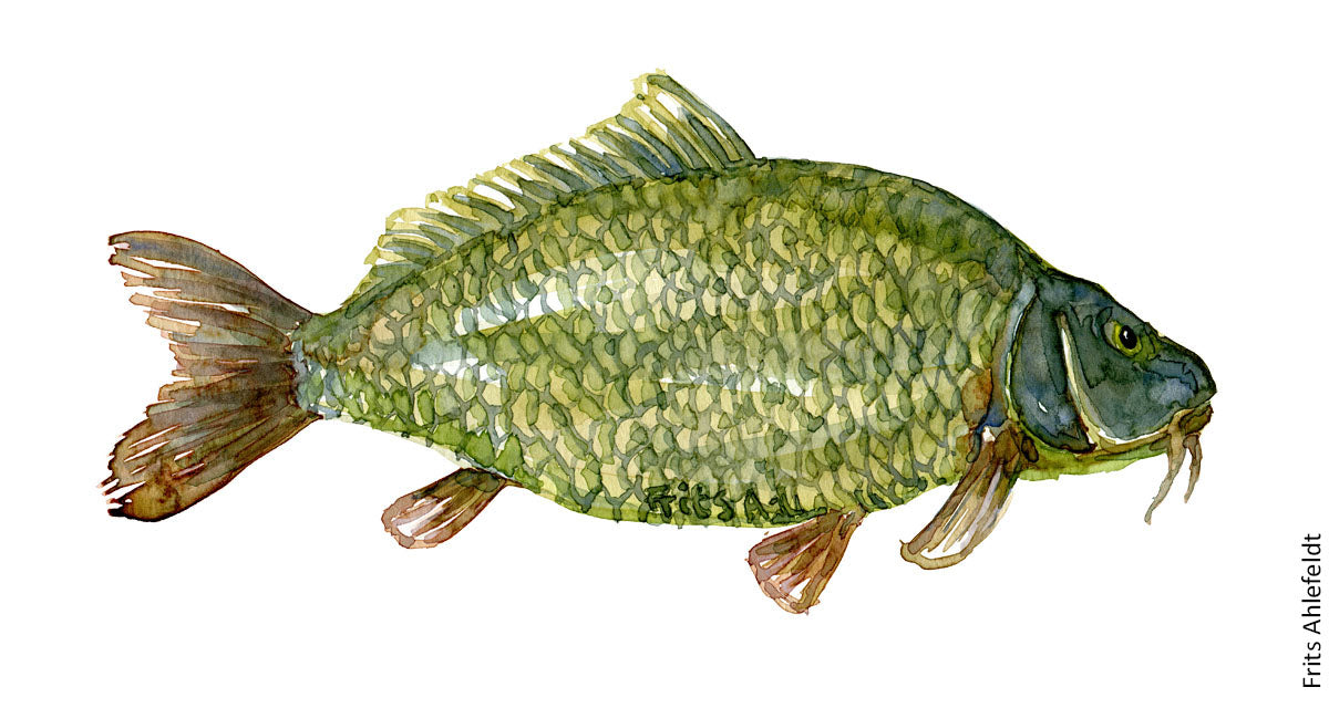 Bullcarp Freshwater Carp