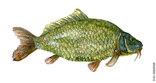 Carp (karpe) Freshwater fish watercolor by Frits Ahlefeldt