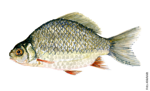 Crusian Carp ( karusse) Freshwater fish watercolor by Frits Ahlefeldt