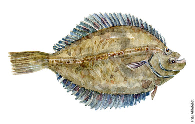 Flounder ( skrubbe) fish watercolor by Frits Ahlefeldt