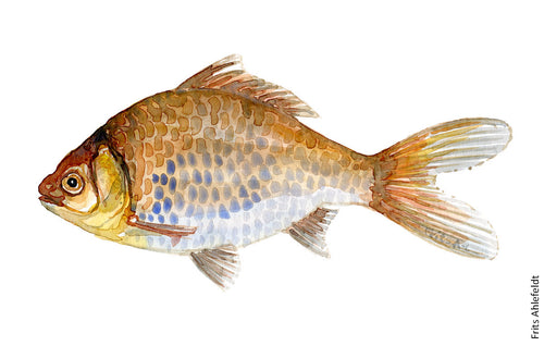Goldfish ( sølvkarusse) Freshwater fish watercolor by Frits Ahlefeldt