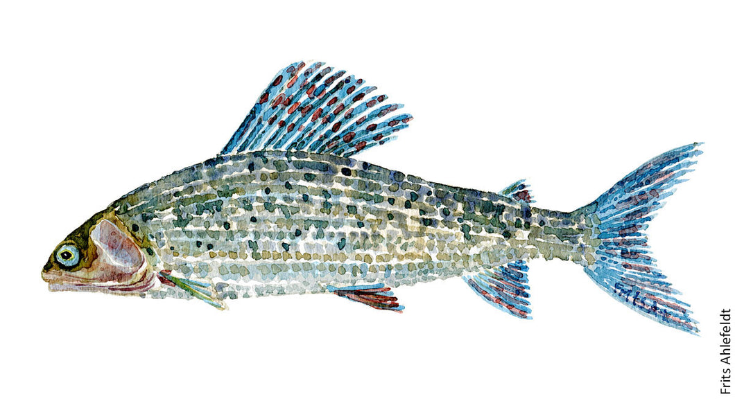 Grayling ( stalling) Freshwater fish watercolor by Frits Ahlefeldt