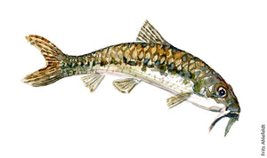 Gudgeon ( Grundling) Freshwater fish watercolor by Frits Ahlefeldt