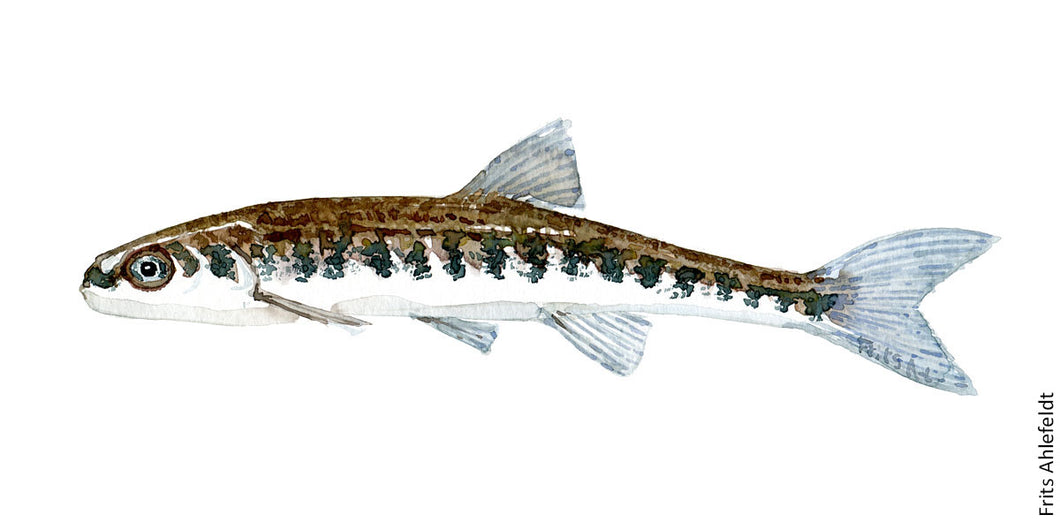 Minnow ( Elritse) Freshwater fish watercolor by Frits Ahlefeldt