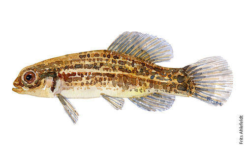 Mudminnow ( lille hundefisk) Freshwater fish watercolor by Frits Ahlefeldt
