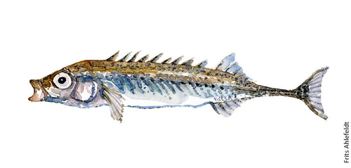 Nine spinned Stickleback ( nipigget hundestejle) Freshwater fish watercolor by Frits Ahlefeldt