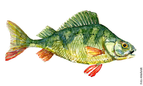 Perch (Aborre) Freshwater fish watercolor by Frits Ahlefeldt