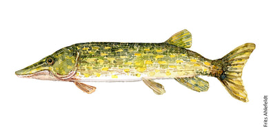 Pike ( hecht, Gedde) Freshwater fish watercolor by Frits Ahlefeldt