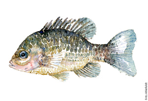 Pumkinseed Sunfish Watercolor by Frits Ahlefeldt