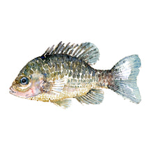 Load image into Gallery viewer, Pumkinseed Sunfish Watercolor by Frits Ahlefeldt