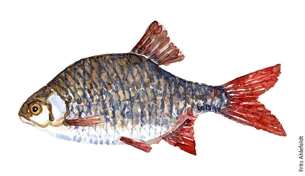 Rudd ( Rotfeder, rudskalle) Freshwater fish watercolor by Frits Ahlefeldt