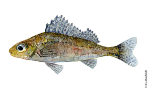 Ruffe (hork) Freshwater fish watercolor by Frits Ahlefeldt