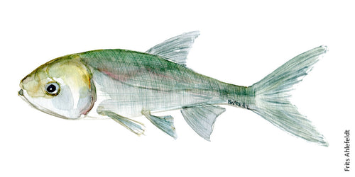 Silver carp ( karpe) Freshwater fish watercolor by Frits Ahlefeldt