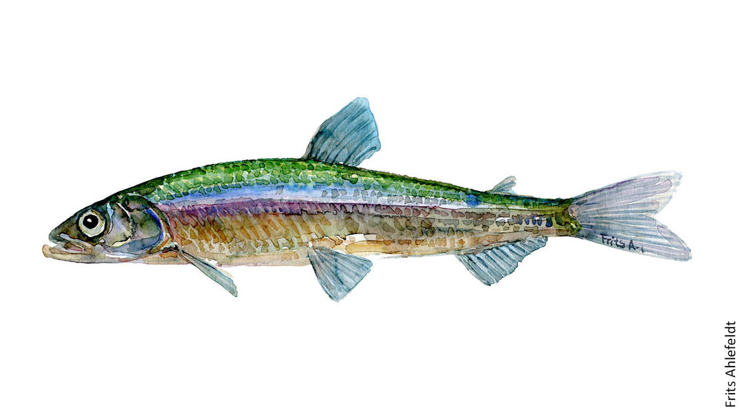Smelt ( helting) Freshwater fish watercolor by Frits Ahlefeldt