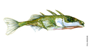 Stickleback ( trepigget hundestejle) Freshwater fish watercolor by Frits Ahlefeldt