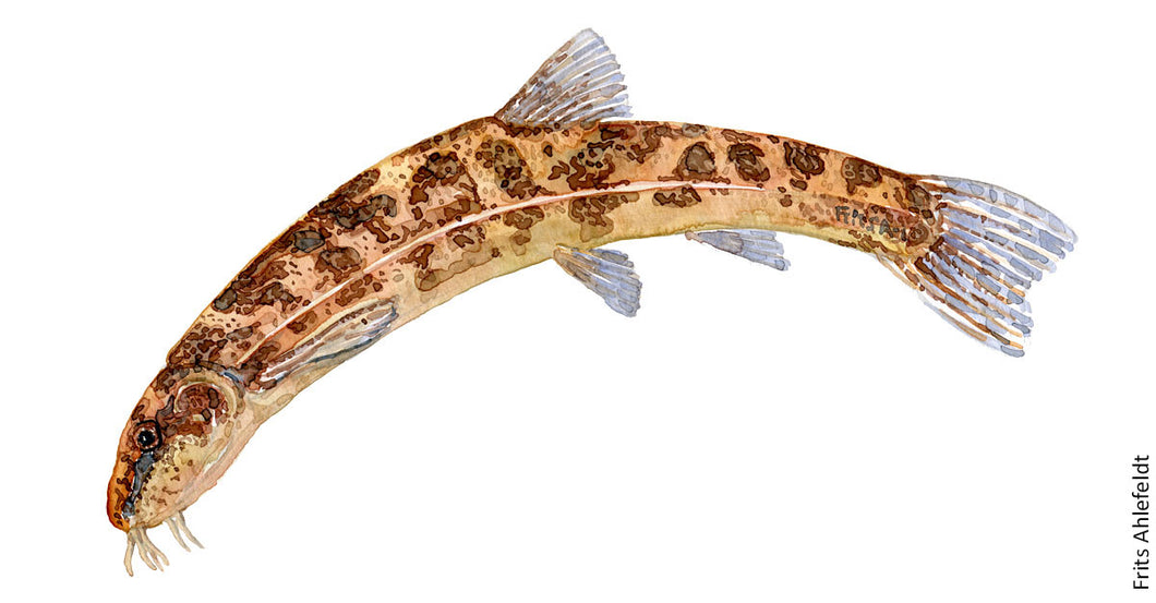 stone loach ( smerling) Freshwater fish watercolor by Frits Ahlefeldt