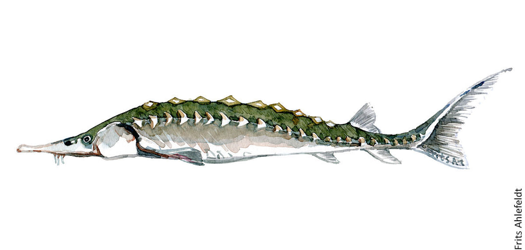 European Sturgeon ( Stør) Freshwater fish watercolor by Frits Ahlefeldt