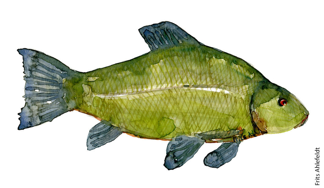 Tench ( suder) Freshwater fish watercolor by Frits Ahlefeldt